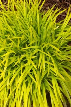 Gold Ingot Liriope (Golden Lilyturf) - 6 Pack Of 1 Gallon Pots -Plant Serie Store liriope muscari peedee ingot golden lilyturf 11