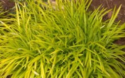 Gold Ingot Liriope (Golden Lilyturf) - 6 Pack Of 1 Gallon Pots -Plant Serie Store liriope muscari peedee ingot golden lilyturf 3