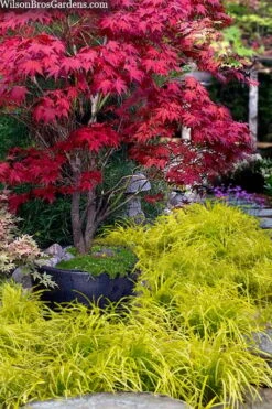 Gold Ingot Liriope (Golden Lilyturf) - 1 Gallon Pot 9 Gold Ingot Liriope (Golden Lilyturf) - 1 Gallon Pot -Plant Serie Store liriope muscari peedee ingot golden lilyturf 5