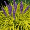 Gold Ingot Liriope (Golden Lilyturf) - 6 Pack Of 1 Gallon Pots 1 Gold Ingot Liriope (Golden Lilyturf) - 6 Pack Of 1 Gallon Pots -Plant Serie Store liriope muscari peedee ingot golden lilyturf 6 1