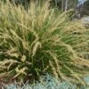 Katrinus Deluxe Lomandra - 1 Gallon Pot 1 Katrinus Deluxe Lomandra - 1 Gallon Pot -Plant Serie Store lomandra longifolia katrinus deluxe 1