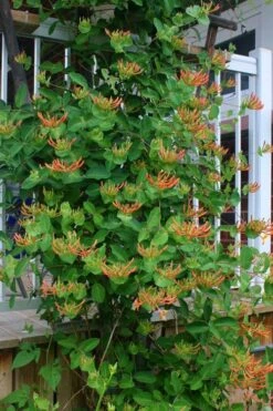Mandarin Orange Honeysuckle Vine - 1 Gallon Pot -Plant Serie Store lonicera mandarin orange honeysuckle vine 20 1