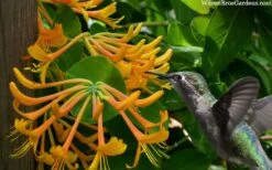 Mandarin Orange Honeysuckle Vine - 1 Gallon Pot -Plant Serie Store lonicera mandarin orange honeysuckle vine 23 1