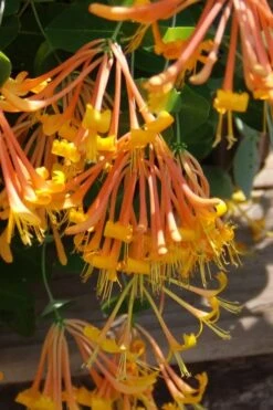 Mandarin Orange Honeysuckle Vine - 12" Pot -Plant Serie Store lonicera mandarin orange honeysuckle vine 27