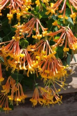 Mandarin Orange Honeysuckle Vine - 1 Gallon Pot