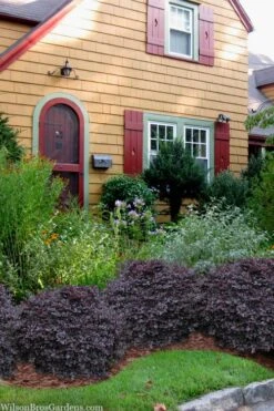 Cerise Charm Dwarf Loropetalum - 1 Gallon Pot -Plant Serie Store loropetalum cerise charm 3