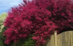 Zhuzhou Loropetalum (Chinese Fringeflower) - 3 Gallon Pot -Plant Serie Store loropetalum chinense zhu zhou 100