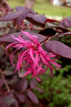 Zhuzhou Loropetalum (Chinese Fringeflower) - 3 Gallon Pot -Plant Serie Store loropetalum chinense zhu zhou 101