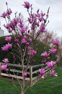 Ann Magnolia Tulip Tree - 5 Gallon Pot 14 Ann Magnolia Tulip Tree - 5 Gallon Pot -Plant Serie Store magnolia ann tulip tree 100