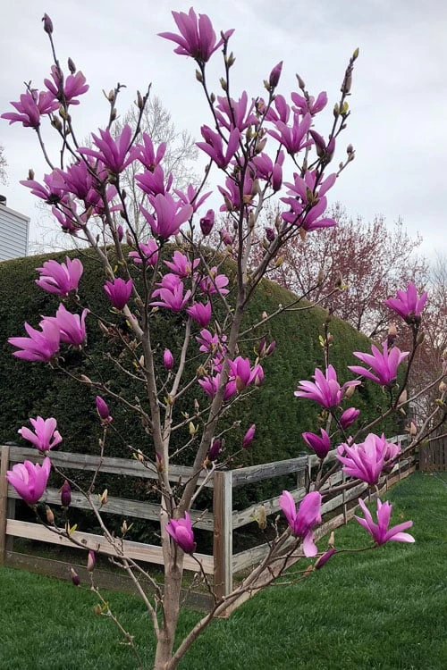 Ann Magnolia Tulip Tree - 5 Gallon Pot 6 Ann Magnolia Tulip Tree - 5 Gallon Pot - Image 4