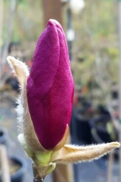 Betty Magnolia Tulip Tree - 3 Gallon Pot -Plant Serie Store magnolia betty 21