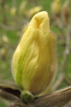 Elizabeth Magnolia (Tulip Tree) - 5 Gallon Pot -Plant Serie Store magnolia elizabeth 10