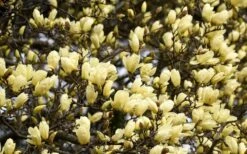 Elizabeth Magnolia (Tulip Tree) - 5 Gallon Pot -Plant Serie Store magnolia elizabeth 15