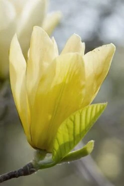 Elizabeth Magnolia (Tulip Tree) - 5 Gallon Pot -Plant Serie Store magnolia elizabeth 2