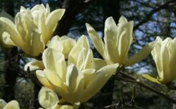 Elizabeth Magnolia (Tulip Tree) - 5 Gallon Pot -Plant Serie Store magnolia elizabeth 4