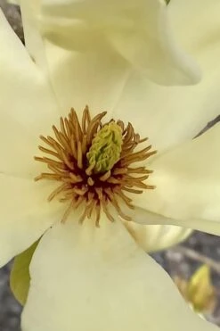 Elizabeth Magnolia (Tulip Tree) - 5 Gallon Pot -Plant Serie Store magnolia elizabeth 6