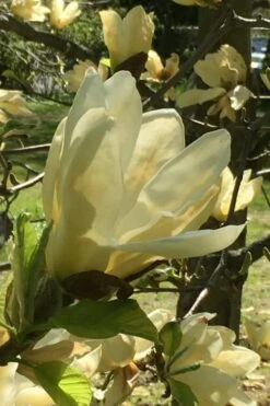 Elizabeth Magnolia (Tulip Tree) - 5 Gallon Pot -Plant Serie Store magnolia elizabeth 8