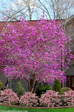 Jane Magnolia Tulip Tree - 7 Gallon Pot (3-4') -Plant Serie Store magnolia jane tulip tree 103 3