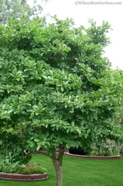 Centennial Star Magnolia - 3 Gallon Pot -Plant Serie Store magnolia stellata 1 3