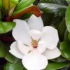 Teddy Bear Dwarf Southern Magnolia - 7 Gallon Pot (3-4') -Plant Serie Store magnolia teddy bear 10