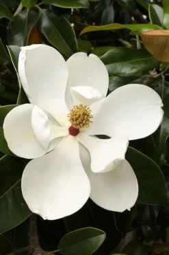 Teddy Bear Dwarf Southern Magnolia - 7 Gallon Pot (3-4') -Plant Serie Store magnolia teddy bear 3