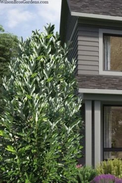 Silver Mist Sweetbay Magnolia - 3 Gallon Pot -Plant Serie Store magnolia virginiana silver mist sweetbay 2