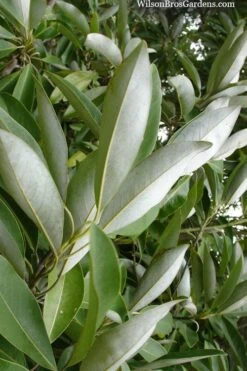 Silver Mist Sweetbay Magnolia - 3 Gallon Pot -Plant Serie Store magnolia virginiana silver mist sweetbay 4