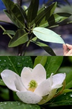 Silver Mist Sweetbay Magnolia - 3 Gallon Pot -Plant Serie Store magnolia virginiana silver mist sweetbay 6