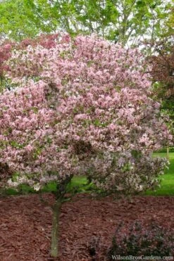 Southern Crabapple (Malus Angustifolia) - 1 Gallon Pot -Plant Serie Store malus angustifolia southern crabapple tree 8