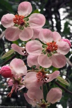 Southern Crabapple (Malus Angustifolia) - 1 Gallon Pot -Plant Serie Store malus angustifolia southern crabapple tree flowers 2