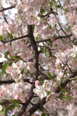 Southern Crabapple (Malus Angustifolia) - 1 Gallon Pot -Plant Serie Store malus angustifolia southern crabapple tree flowers 4