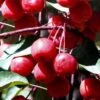 Southern Crabapple (Malus Angustifolia) - 1 Gallon Pot -Plant Serie Store malus angustifolia southern crabapple tree fruits 2