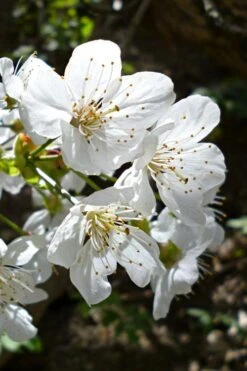 American Sweet Crabapple Tree (Malus Coronaria) - 1 Gallon Pot -Plant Serie Store malus coronaria american sweet crabapple 3