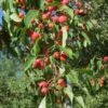 American Sweet Crabapple Tree (Malus Coronaria) - 1 Gallon Pot 1 American Sweet Crabapple Tree (Malus Coronaria) - 1 Gallon Pot -Plant Serie Store malus coronaria american sweet crabapple 4