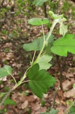 American Sweet Crabapple Tree (Malus Coronaria) - 1 Gallon Pot -Plant Serie Store malus coronaria american sweet crabapple 5