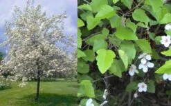 American Sweet Crabapple Tree (Malus Coronaria) - 1 Gallon Pot -Plant Serie Store malus coronaria american sweet crabapple 6