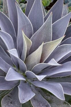 Lavender Lady Mangave - 1 Gallon Pot -Plant Serie Store mangave lavender lady 1