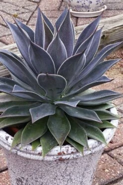 Lavender Lady Mangave - 1 Gallon Pot -Plant Serie Store mangave lavender lady 3