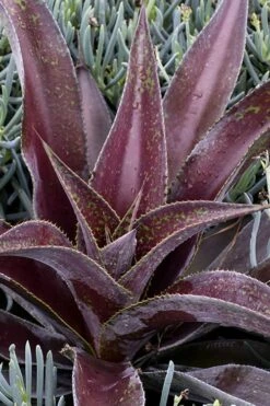 Mission To Mars Mangave - 1 Gallon Pot -Plant Serie Store mangave mission to mars 2