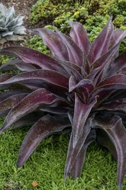 Mission To Mars Mangave - 1 Gallon Pot -Plant Serie Store mangave mission to mars 5