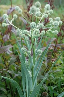 Rattlesnake Master (Eryngium Yuccifolium) - 1 Gallon Pot -Plant Serie Store master rattlesnake 3 500x750 1