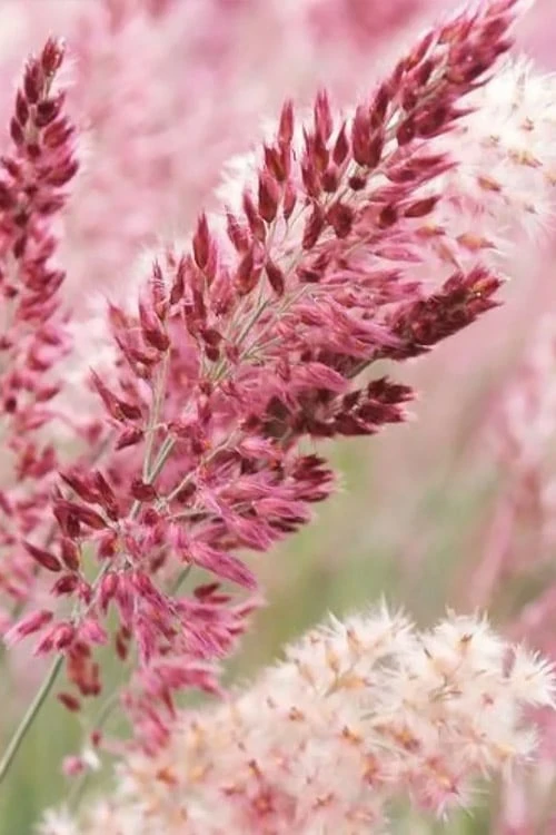 Savannah Ruby Grass (Melinus Nerviglumis) - 6 Pack Of 1 Gallon Pots 7 Savannah Ruby Grass (Melinus Nerviglumis) - 6 Pack Of 1 Gallon Pots - Image 5