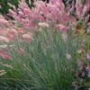 Savannah Ruby Grass (Melinus Nerviglumis) - 6 Pack Of 1 Gallon Pots 1 Savannah Ruby Grass (Melinus Nerviglumis) - 6 Pack Of 1 Gallon Pots -Plant Serie Store melinus nerviglumis ruby grass 6