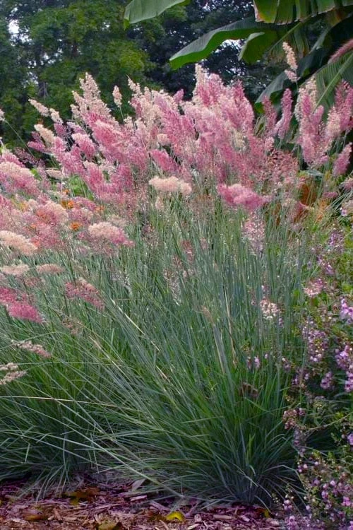 Savannah Ruby Grass (Melinus Nerviglumis) - 6 Pack Of 1 Gallon Pots 3 Savannah Ruby Grass (Melinus Nerviglumis) - 6 Pack Of 1 Gallon Pots