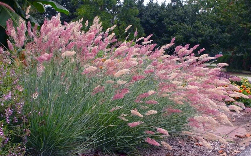 Savannah Ruby Grass (Melinus Nerviglumis) - 6 Pack Of 1 Gallon Pots 6 Savannah Ruby Grass (Melinus Nerviglumis) - 6 Pack Of 1 Gallon Pots - Image 4