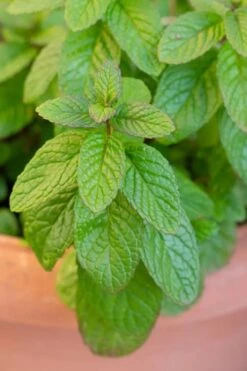 The Best Spearmint (Mentha Spicata 'Mint The Best)) - 6 Pack Of Pint Pots -Plant Serie Store mentha spicata mint the best spearmint 1
