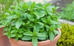 The Best Spearmint (Mentha Spicata 'Mint The Best)) - 6 Pack Of Pint Pots -Plant Serie Store mentha spicata mint the best spearmint 2