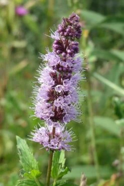 The Best Spearmint (Mentha Spicata 'Mint The Best)) - 6 Pack Of Pint Pots -Plant Serie Store mentha spicata mint the best spearmint 4