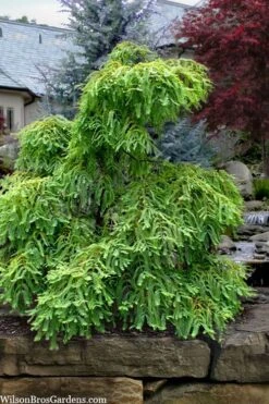 Miss Grace Weeping Dawn Redwood Tree (Metasequoia) - 3 Gallon Pot -Plant Serie Store metasequoia glyptostroboides miss grace weeping dawn redwood 5