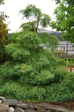 Miss Grace Weeping Dawn Redwood Tree (Metasequoia) - 3 Gallon Pot -Plant Serie Store metasequoia miss grace dawn redwood tree 6 1